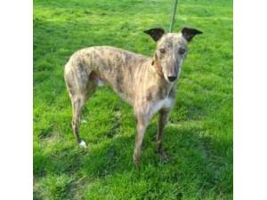 Prince - Greyhound Photo