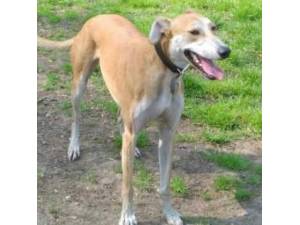 Percy - Lurcher X Photo