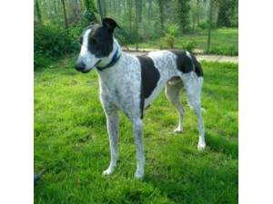 Kevin - Greyhound Photo