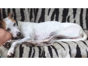 ALFIE - Male Lurcher Photo