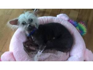 KINGY (& SPIKE) - Male Chinese Crested Photo