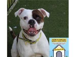 Lola - Female American Bulldog Photo