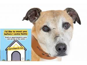 Caddy - Male Lurcher Photo