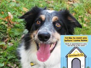 Charlie - Male Border Collie Photo