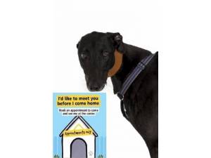 Dash - Male Lurcher Photo