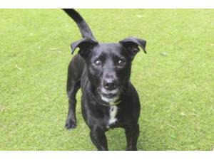 Harley - Male Terrier Cross Photo