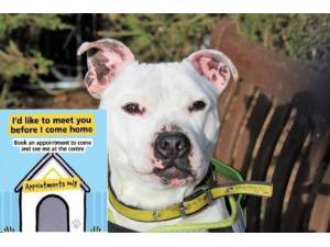 Kaiser - Male Staffordshire Bull Terrier (SBT) Photo