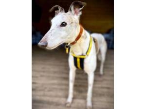 Lord Eric Longlegs - Male Greyhound Photo