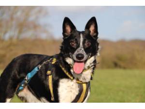 Marcus - Male Collie Cross (Border) Photo