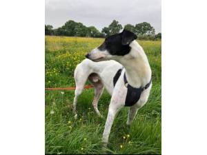Remo - Male Greyhound Photo
