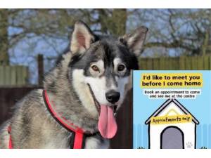 River - Male Siberian Husky Photo