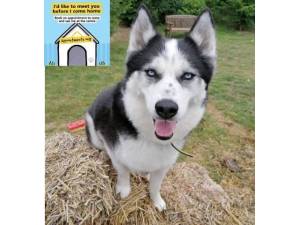 Storm - Male Siberian Husky Photo