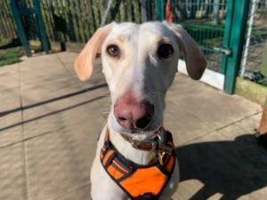 Ralph - Male Lurcher Photo