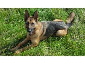 TESSA - Female German Shepherd Dog Photo