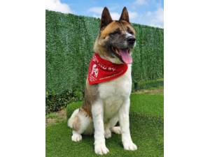 Chico - Male Akita Photo