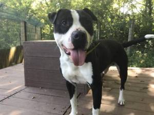 Buster - Male A Crossbreed Photo