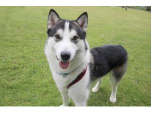 Cooper - Male Siberian Husky Photo