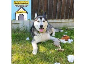 Finn - Male Siberian Husky Photo