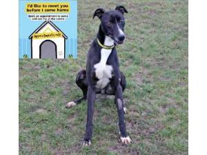 Hughey - Male Lurcher Photo