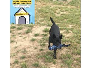 Pablo - Male Patterdale Terrier Photo
