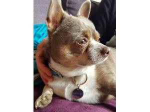Keanu - Male Chihuahua (Smooth Coat) Photo