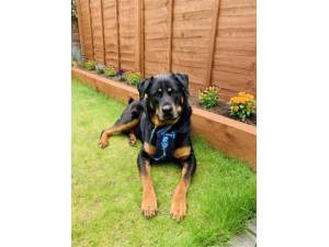 Lola - Female Rottweiler Photo