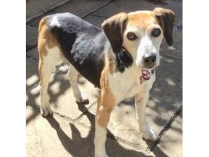 Holly - Female Beagle Photo