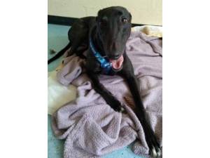 Toby - Male Greyhound Photo