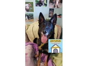 Alice - Female German Shepherd Dog (GSD / Alsatian) Photo