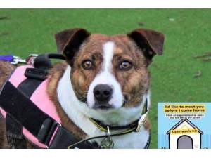 Andi - Female Staffordshire Cross (SBT) Photo