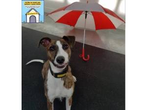 Charlie - Male Lurcher Photo