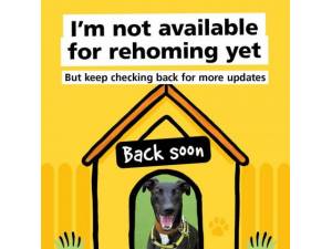 Domino - Male Lurcher Photo