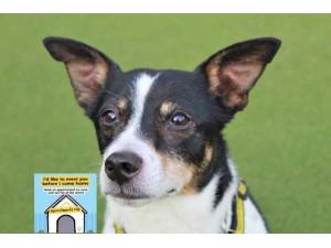 Flossy - Female Jack Russell Terrier (JRT) Photo
