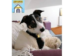 Max - Male Collie Cross (Border) Photo