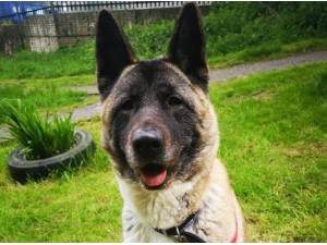 Navigation - American Akita Photo
