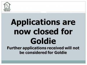 Goldie - Male Lurcher Type Photo