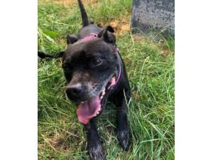 Dolly - Female Staffordshire Bull Terrier Photo