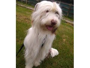 Nelson - Male Collie Cross Photo
