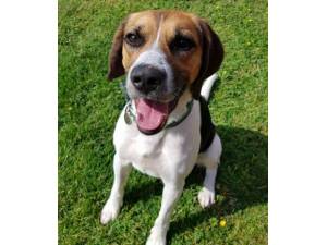 Barny - Male Beagle Photo