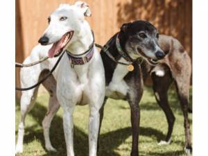 Sydny - Male Greyhound Photo