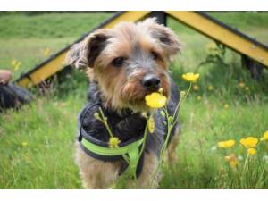 Charlie - Male Terrier: Yorkshire Photo