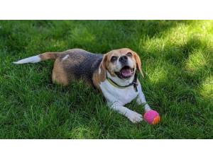 Coco - Female Beagle Photo