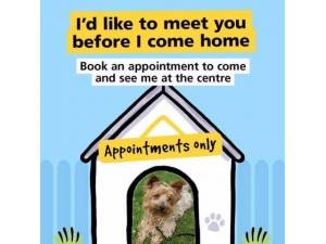 Zacky - Male Terrier: Yorkshire Photo
