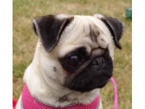 Peanut - Female Pug Photo