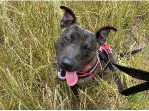 Navigation - English Bull Terrier
crossbreed Photo