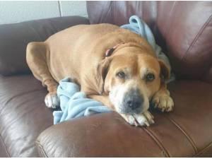 Navigation - Labrador Retriever
crossbreed Photo