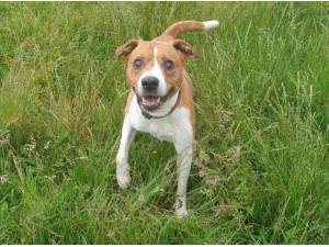 Navigation - Jack Russell Terrier
crossbreed Photo