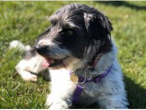 Navigation - Collie (Smooth coat)
crossbreed Photo