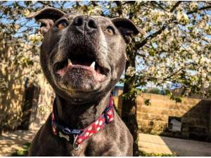 Navigation - Staffordshire Bull Terrier Photo