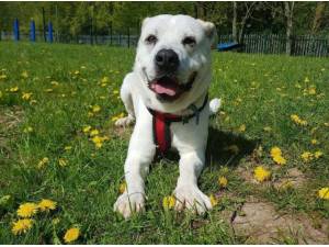 Navigation - Labrador Retriever
crossbreed Photo